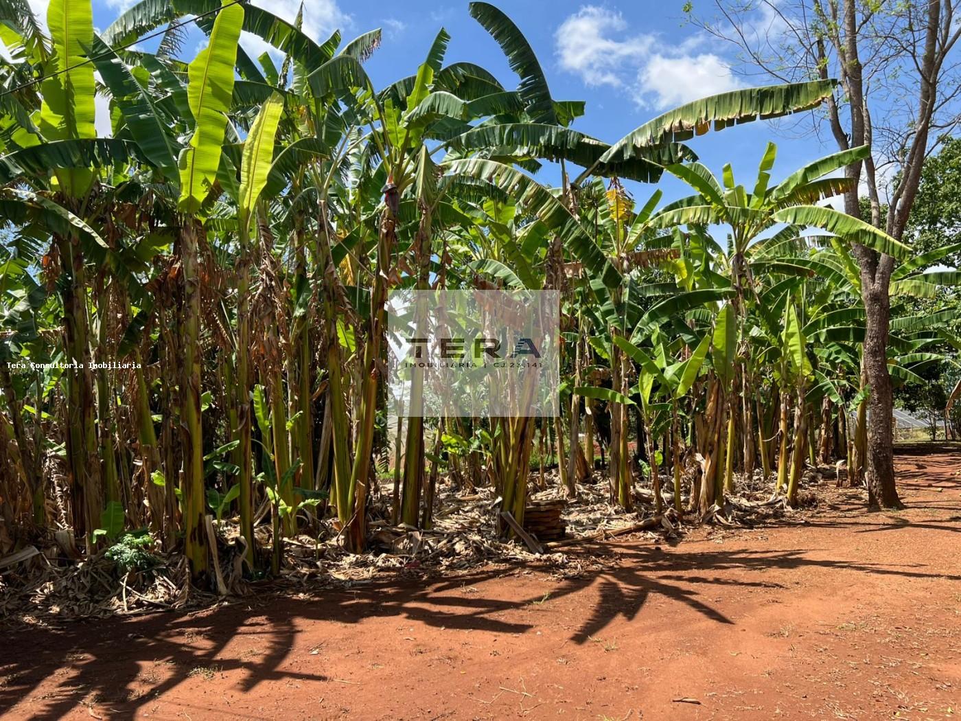 Chácara, 3 hectares - Foto 7