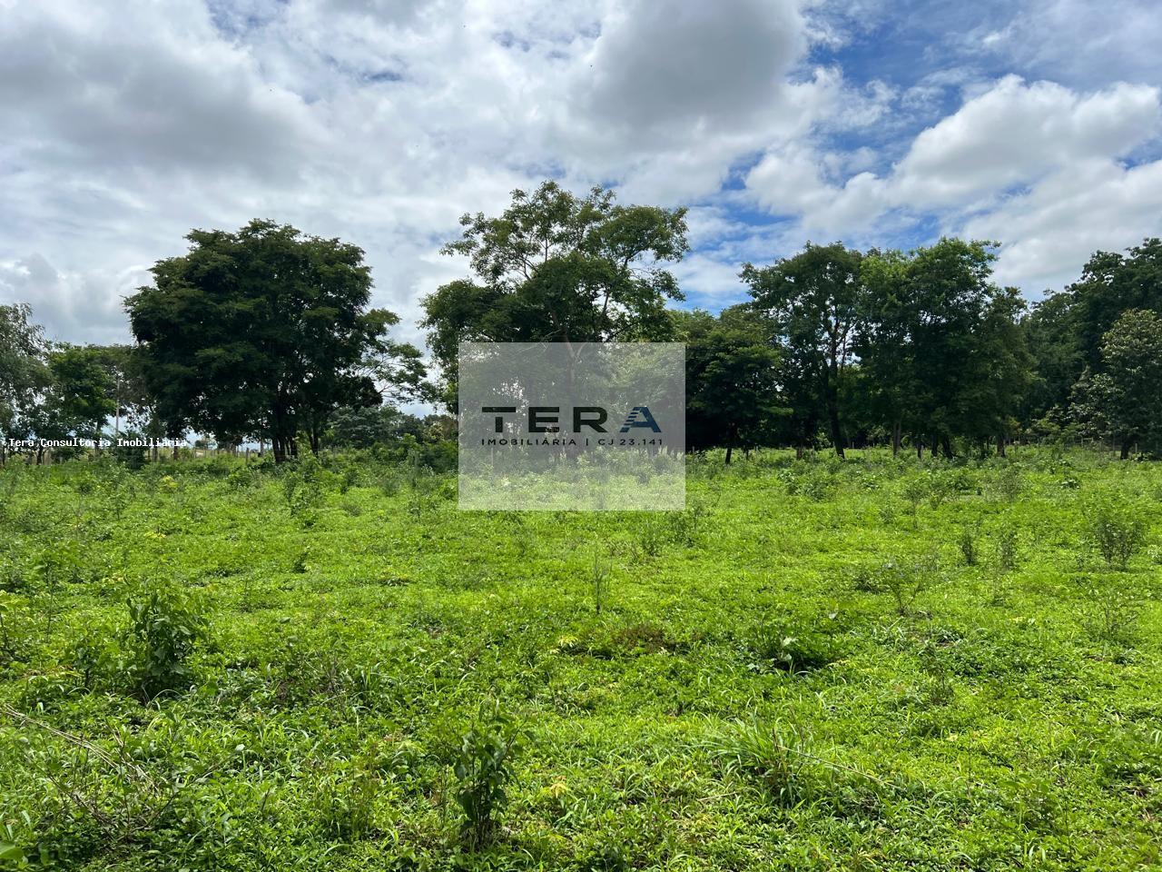 Chácara, 5 hectares - Foto 4