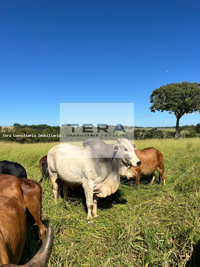 Chácara, 2 hectares - Foto 3